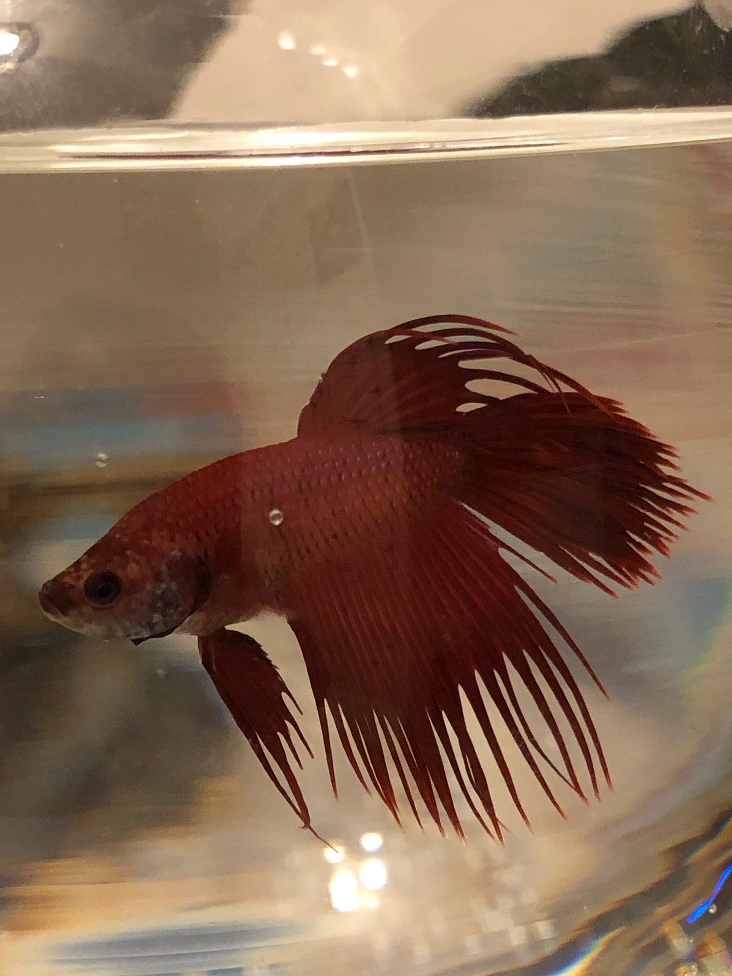 Aquarium Du Nord Inc