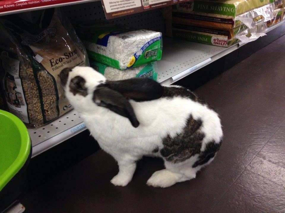 Courtenay Pet Centre