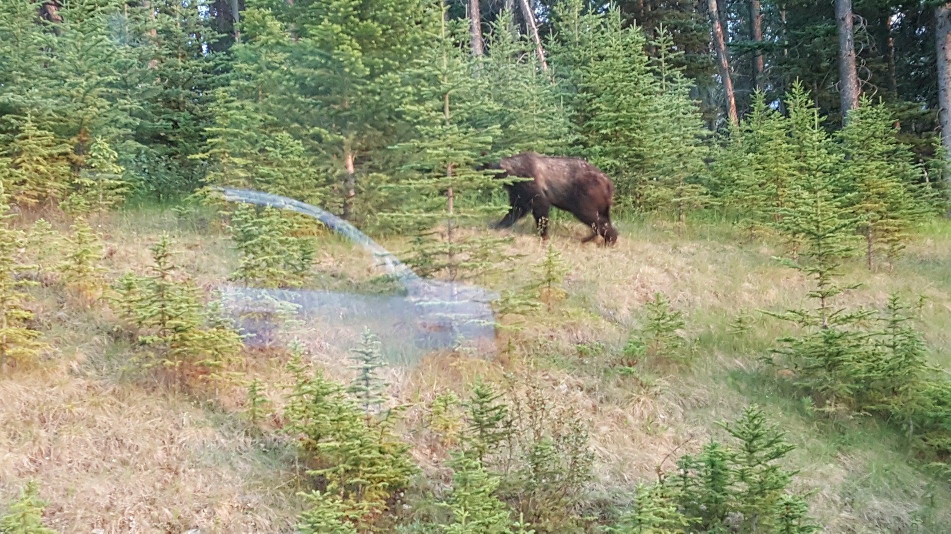 Discover Banff Tours