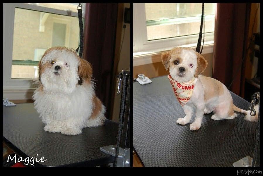 Shear Pawfection Dog Salon