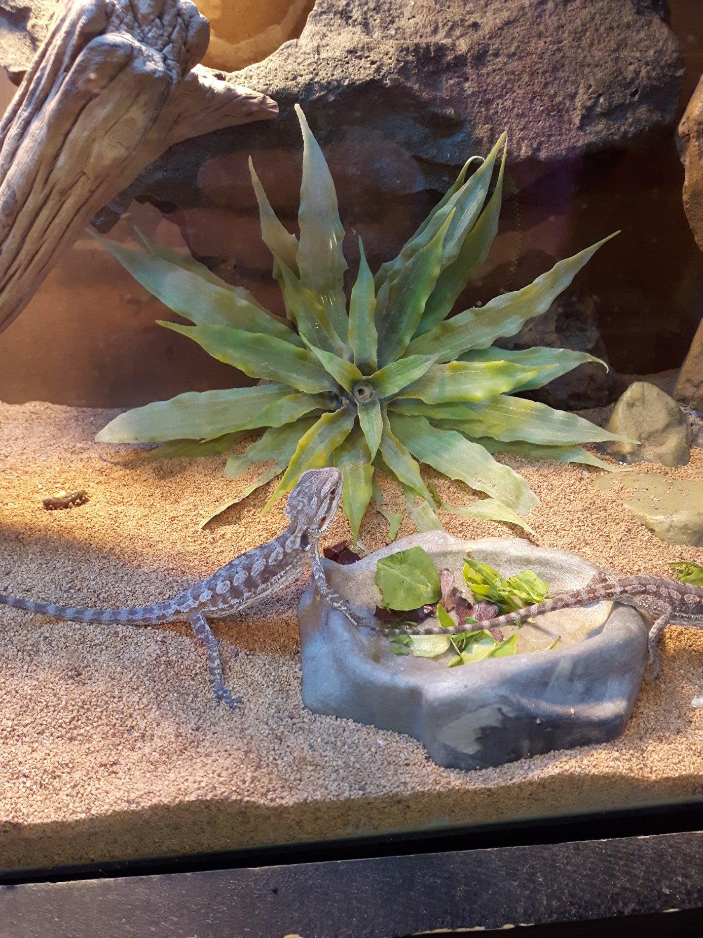 Lost World Reptile Store