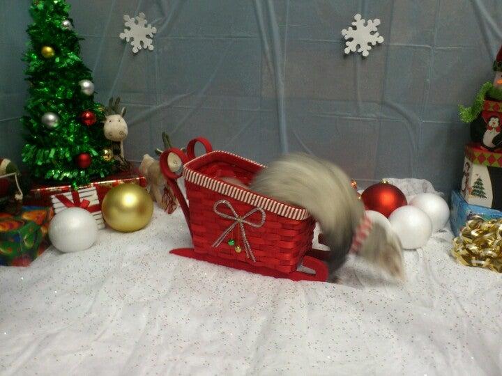 Bosley's Pet Food Plus