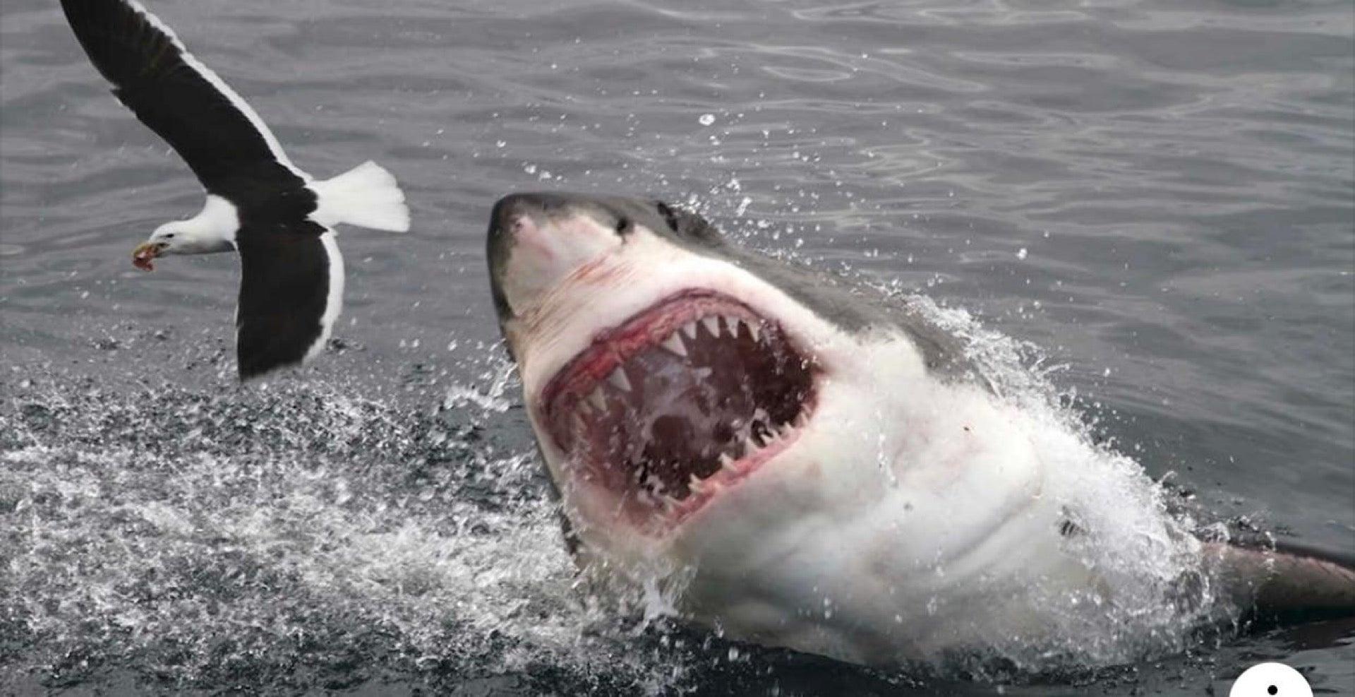 St. Joseph's Lifecare Centre