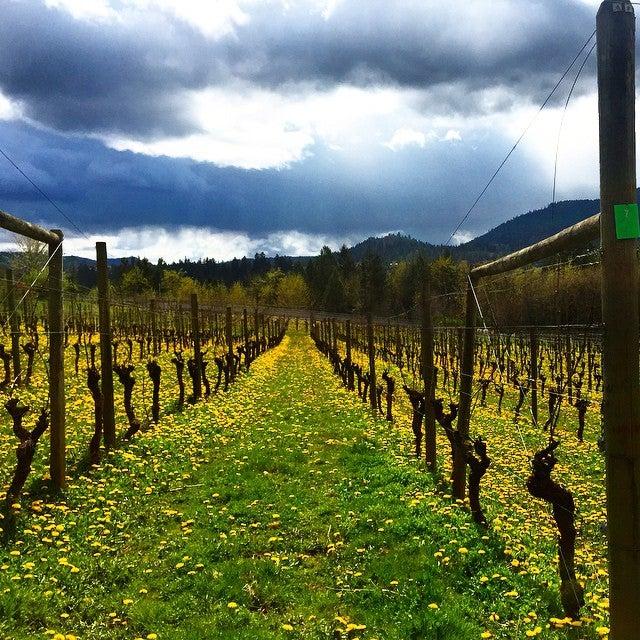 Blue Grouse Winery & Vineyard