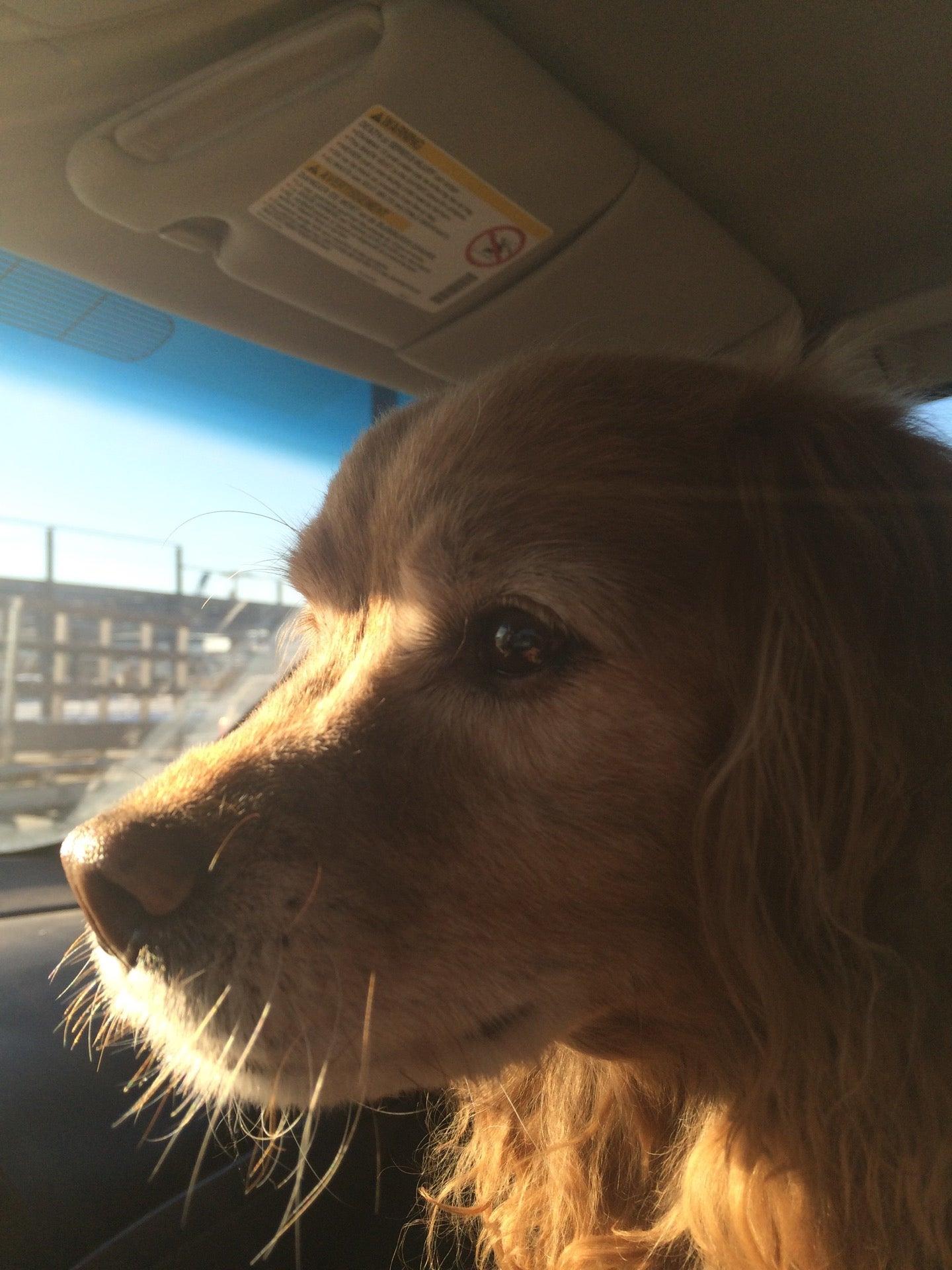 Winnipeg Animal Control Service