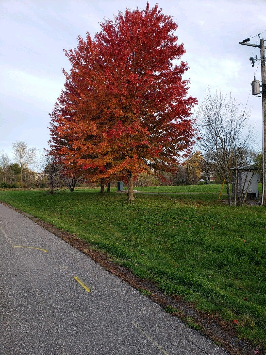 Cairine Wilson Secondary School