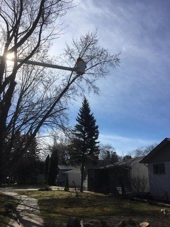 Prairie Oak Tree Svc