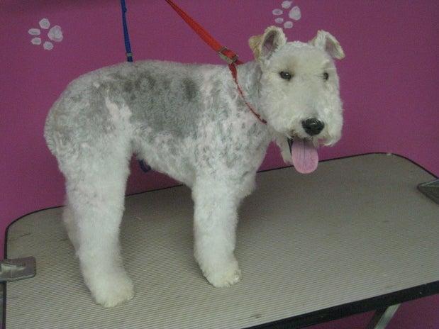 A La Fantaisie Ainimale