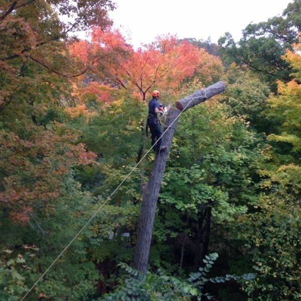 Wrights Tree Service