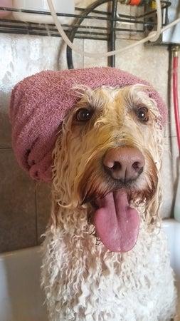 Centre de Toilettage Marisoleil