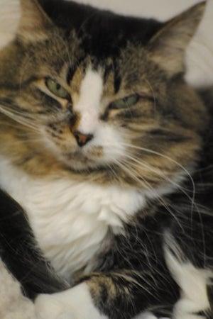 Tails to Tell Animal Rescue