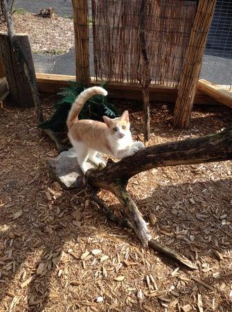 Meowtown Luxury Resort For Cats