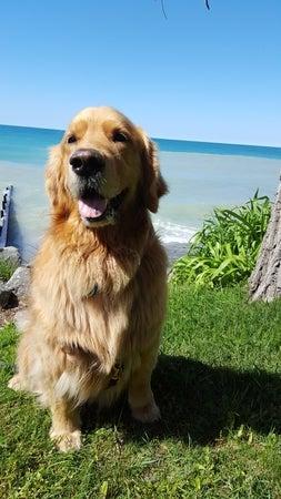 The Sophisticated Dog