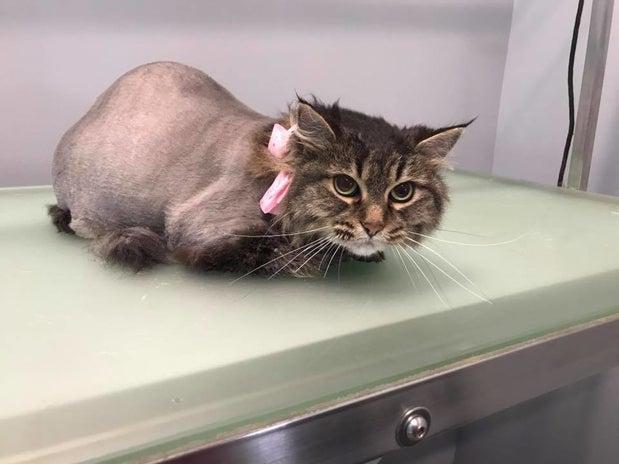 Paws N Play Grooming and Boutique