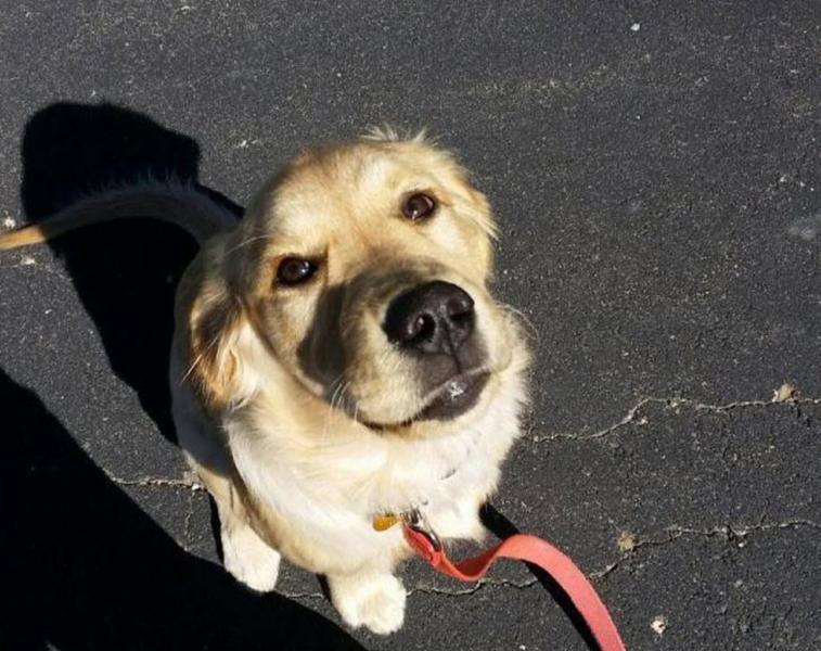 Grand Bark Pet Boutique & Home First Pet Sitters