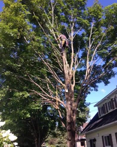 Lagage Frre D'arbres