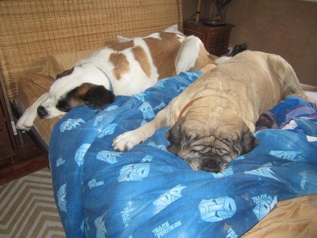 Wiggle Waggle & Walk Pet Svc