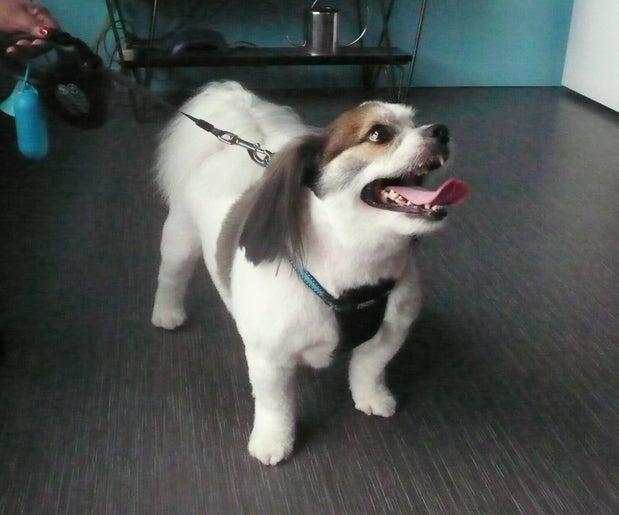 Transitions Grooming