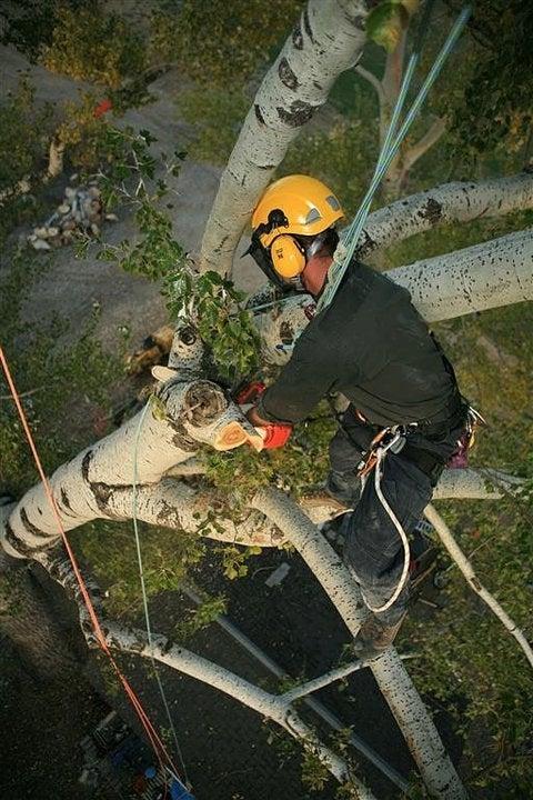 Arbor-US Total Tree Service