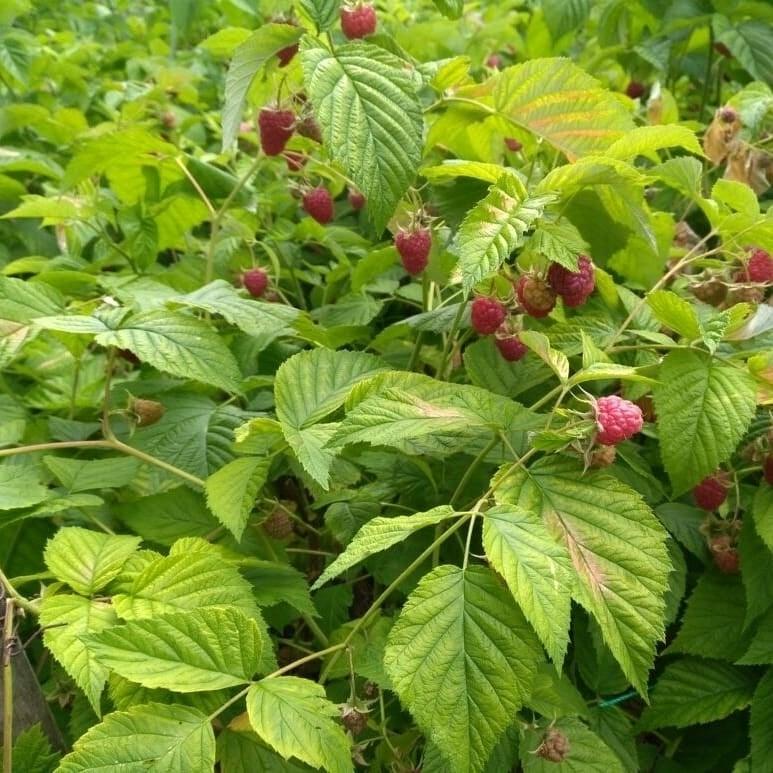 Carroll Property Services