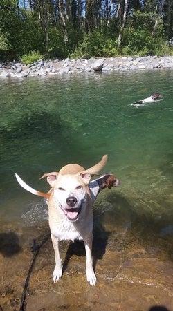 GO Dog GO! Dog Training