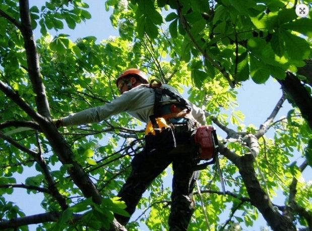 Arbres Experts Plus Inc