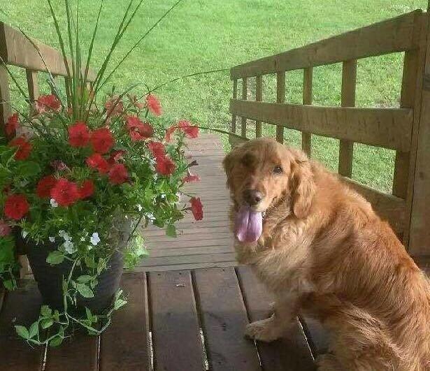 Peace Country Kennels