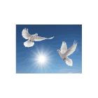 Les Soeur Missionnaire De 'immacule-Conception