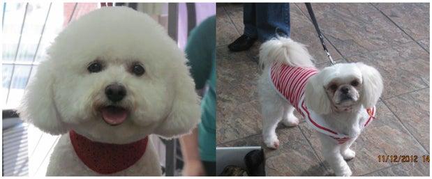 Coquetterie Canine Et Feline