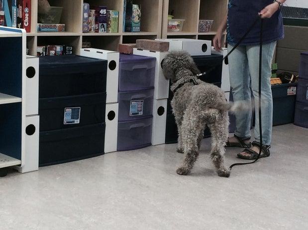 Calgary Canine Centre