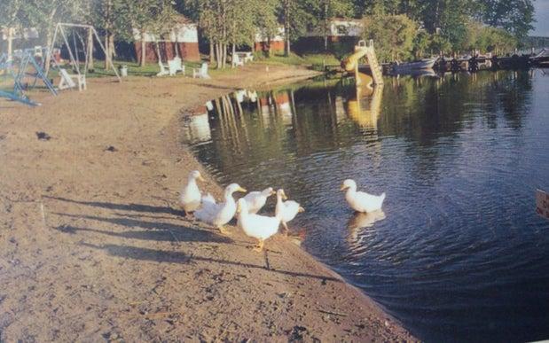 Spruce Bay Summer Resort