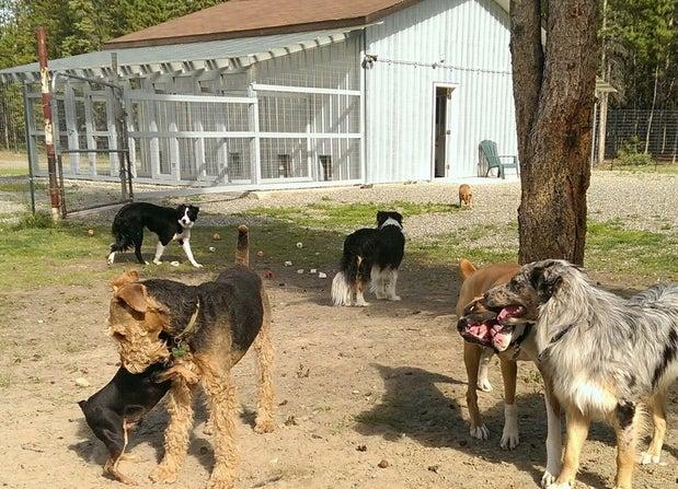 It's A Dog's Life Boarding Kennel