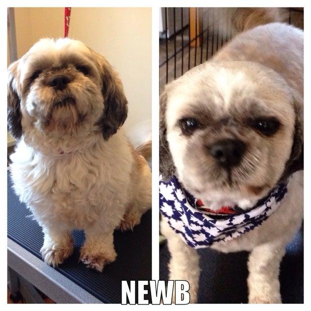 Shear Pawfection Pet Grooming