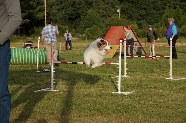 Dawg/Nanaimo Pet Service