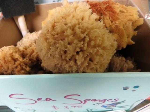 Painted Turtle Art Shop