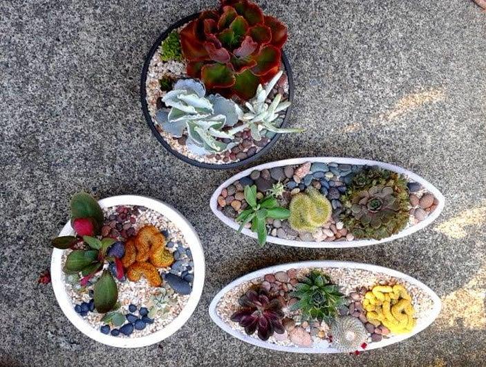 Seaberry Garden & Flowers