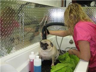 Bark Avenue Grooming & Bath