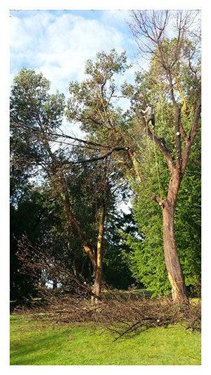 Western Island Tree Service Ltd