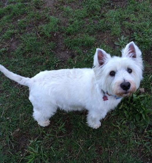 Colombo's Kennel & Cattery