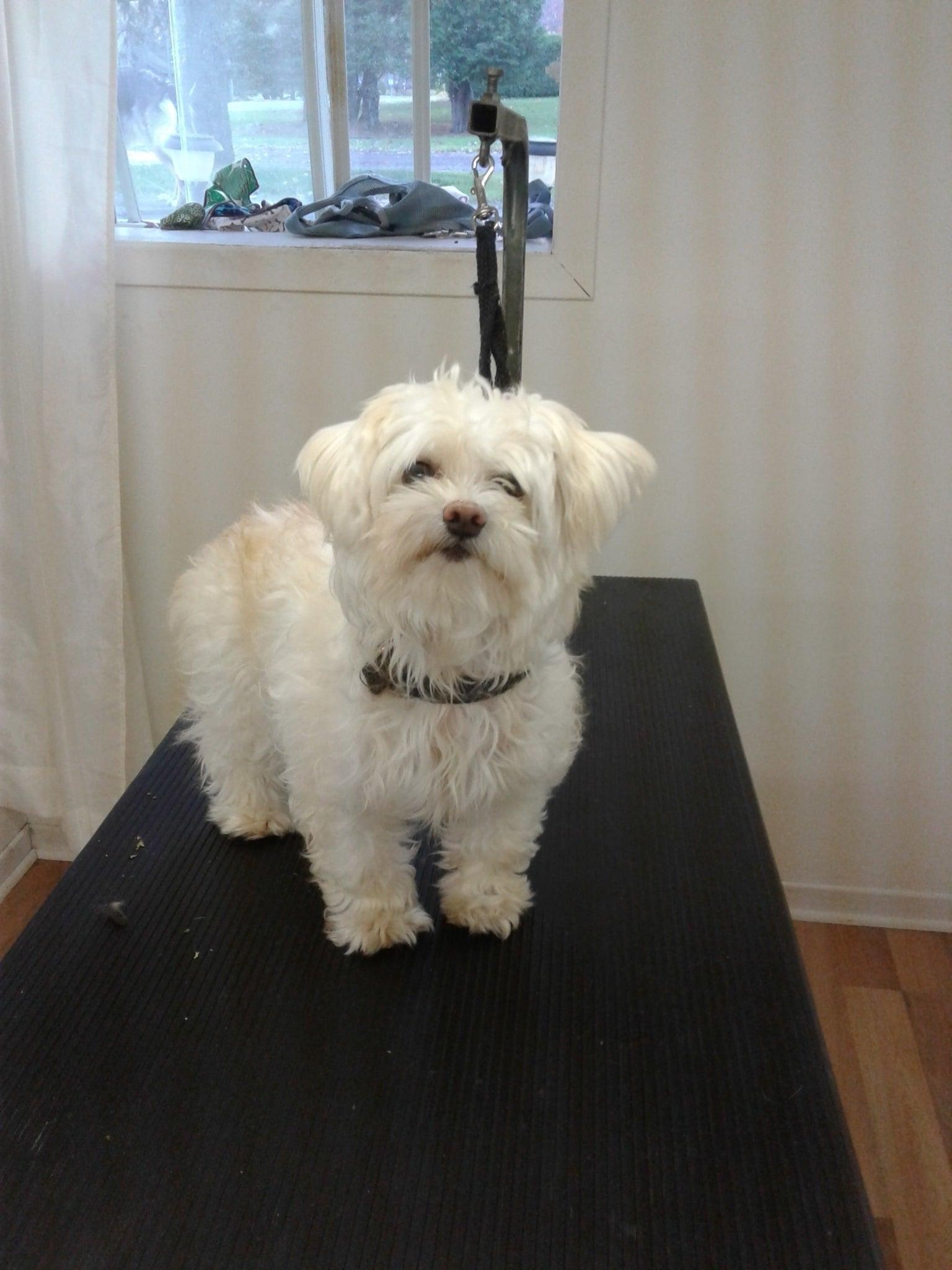 Toilettage Linda Brown