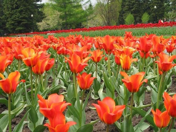 Embellissement Riviere du Loup