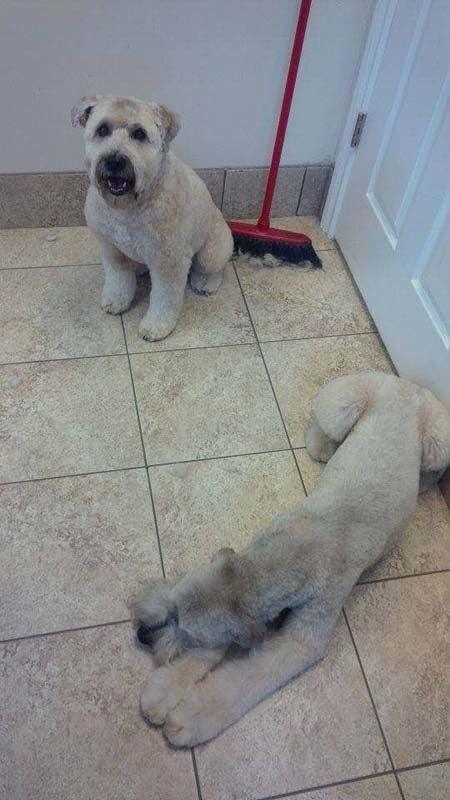 Tangles 2 Tame Dog Grooming