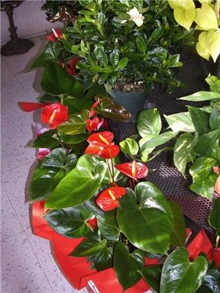 Fleurs De Cactus Inc