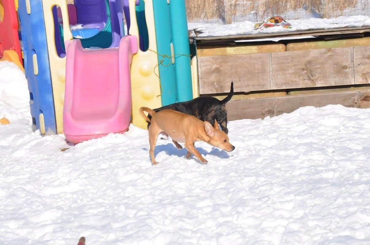 Second Home Pet Boarding