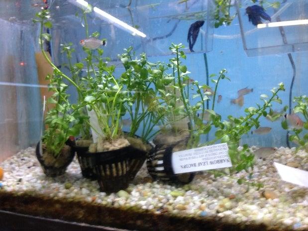 Duffy's Pets & Tanzilla Harness Supply