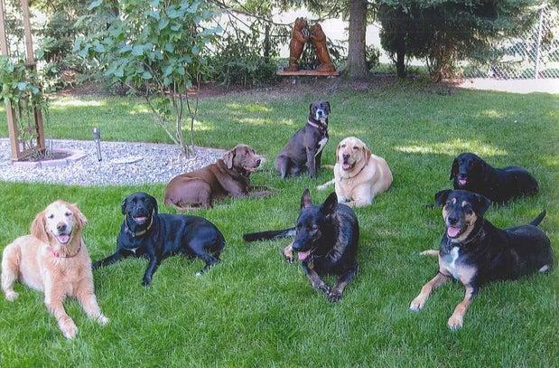 Pawsitively Purrfect Petsitting