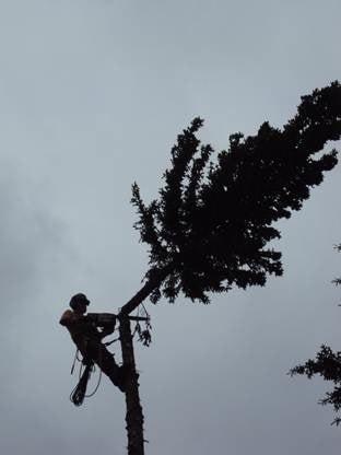 Alberta's Finest Tree Service