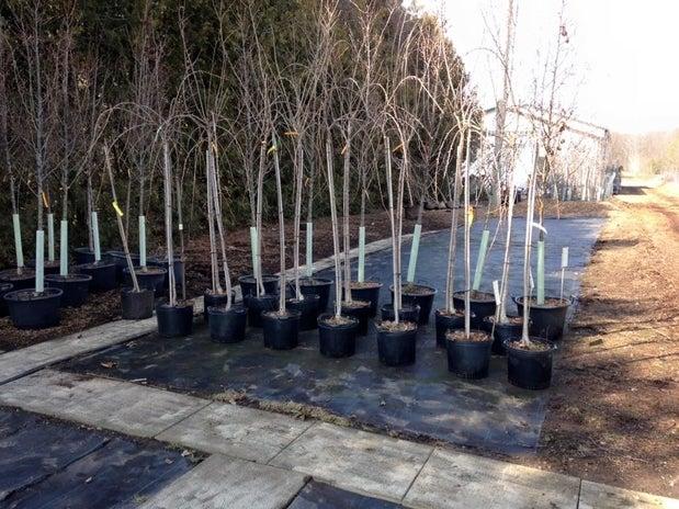 Nanticoke Nurseries & Garden Centre