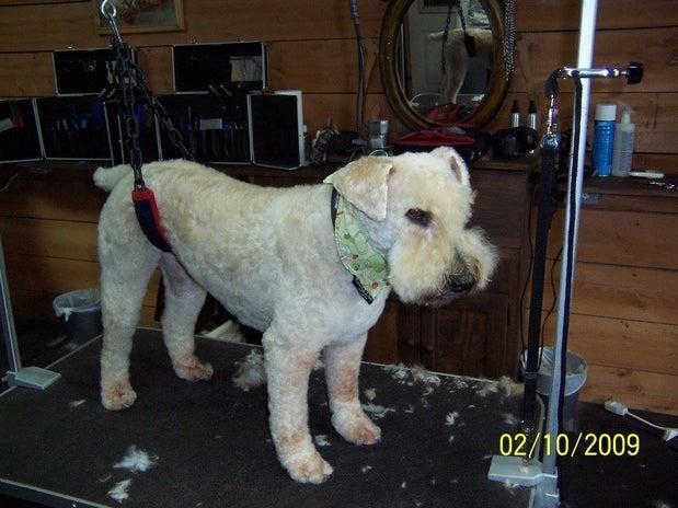 Salon de Toilettage la Niche D'or