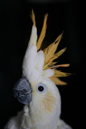 Fortune Creek Kennels